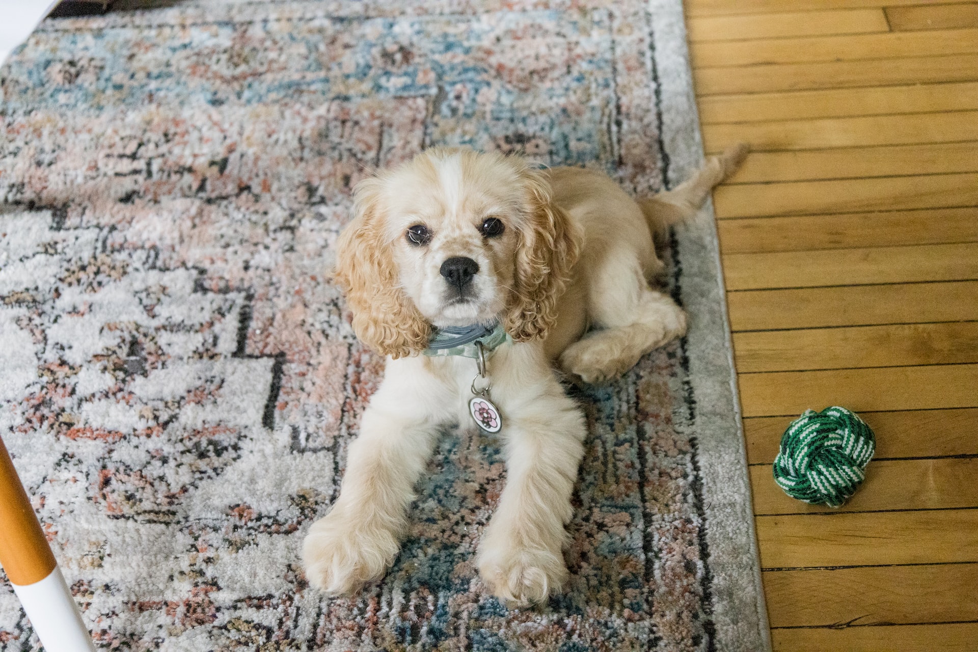 adorable cocker spaniel looking at camera