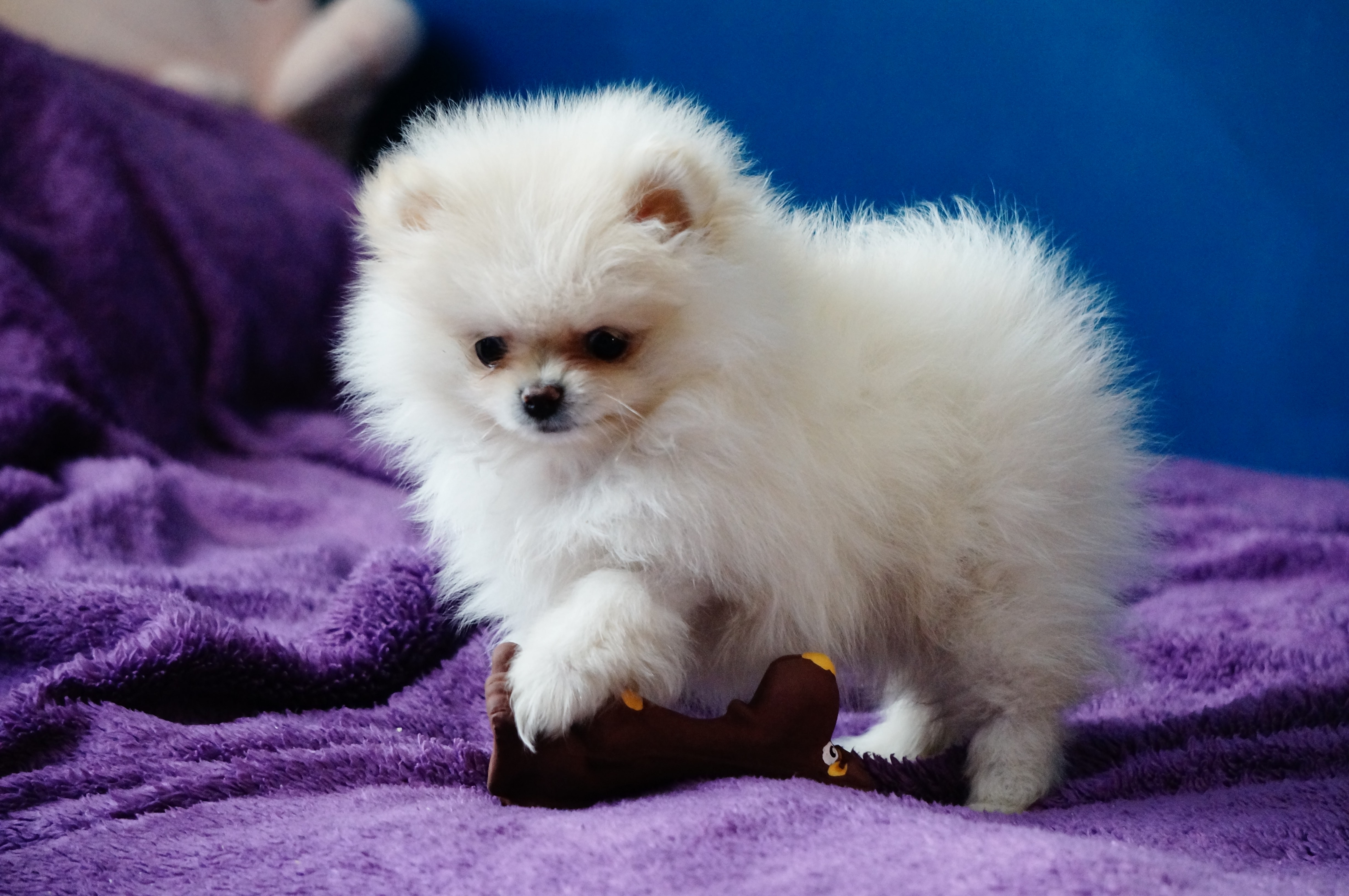 cute white Pomeranian puppy