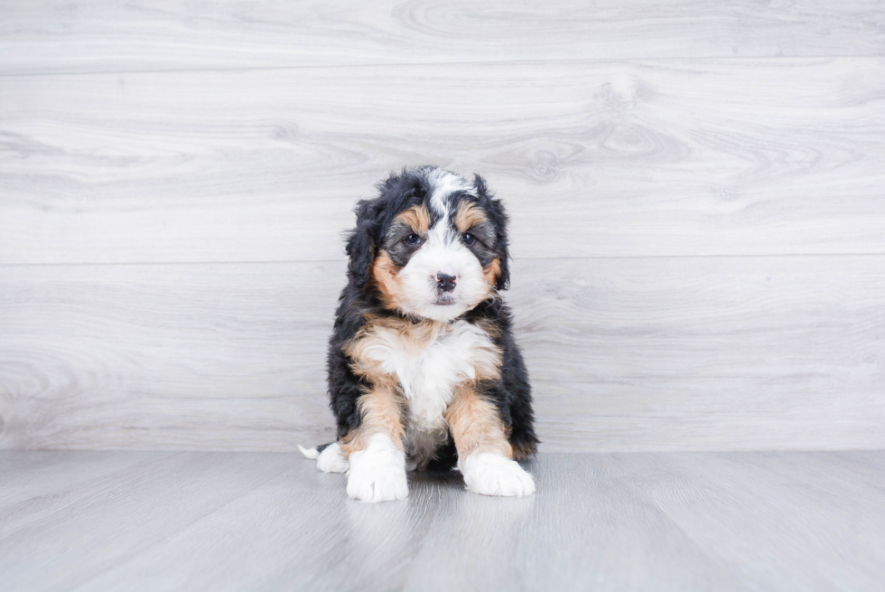 Meet Liam - our Mini Bernedoodle Puppy Photo 3/3 - Premier Pups