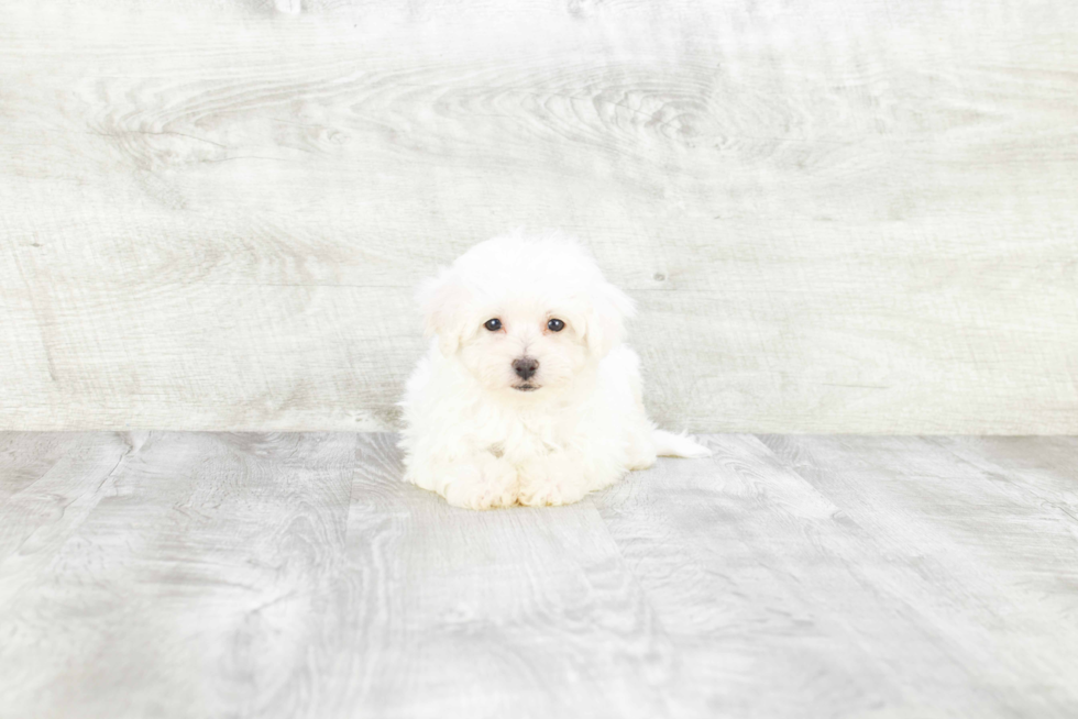 Meet Roy - our Bichon Frise Puppy Photo 3/3 - Premier Pups