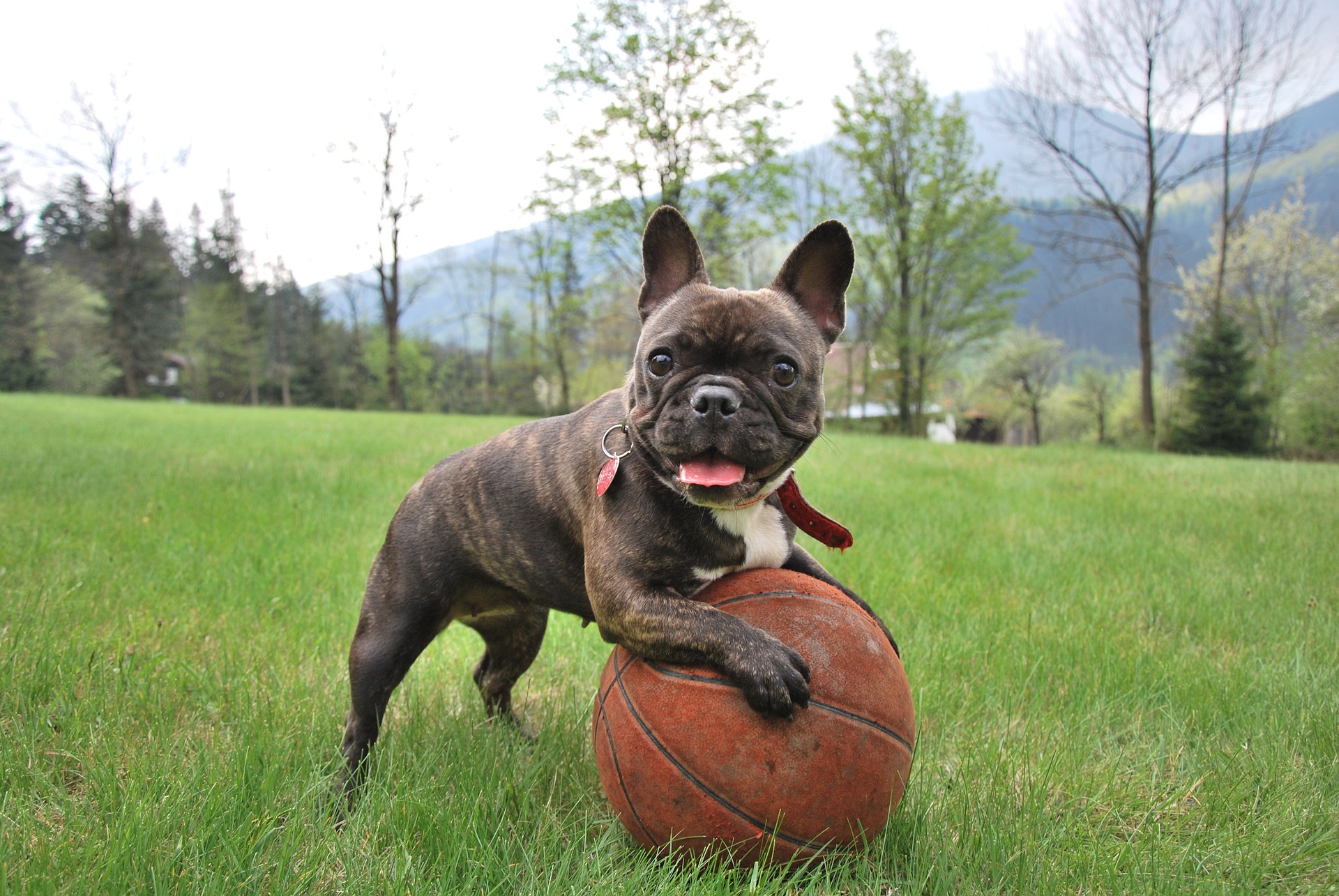 french bulldog playing with a basketball
