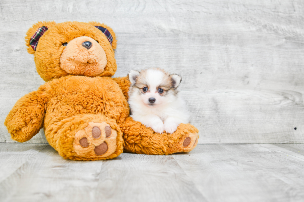 Pomeranian puppies for sale Teacup breed Pom puppies for sale in Ohio