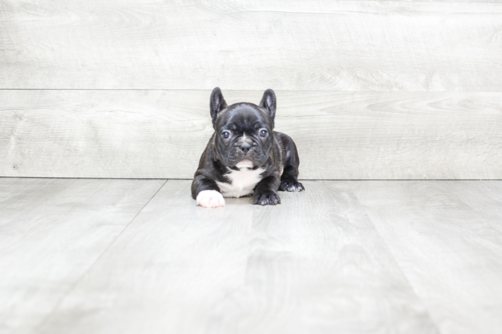 Meet Thor - our French Bulldog Puppy Photo 3/4 - Premier Pups