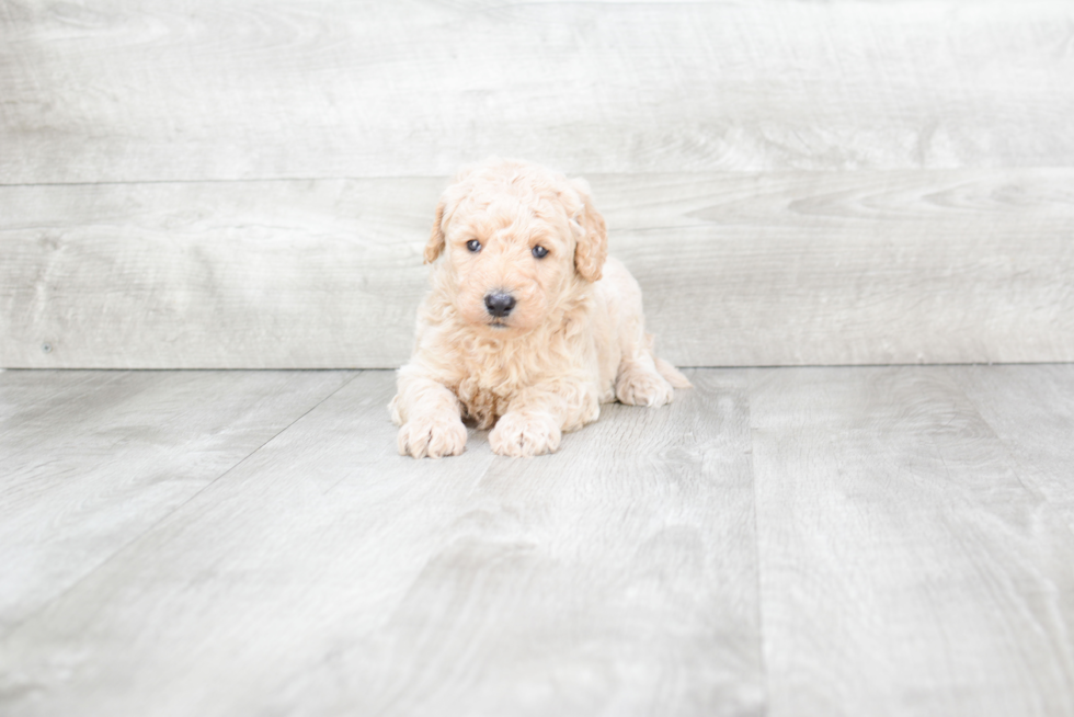 Meet Sonny - our Mini Goldendoodle Puppy Photo 1/2 - Premier Pups