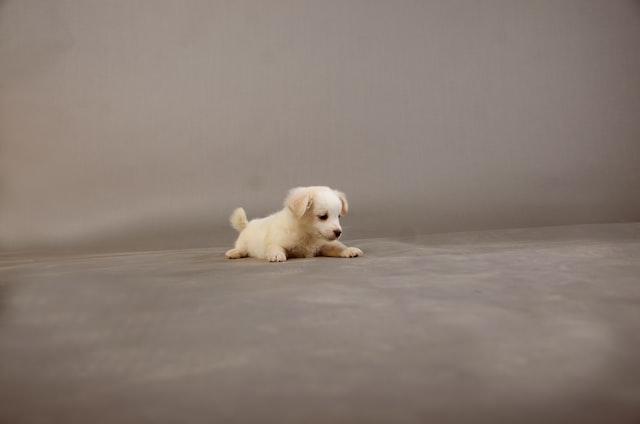 small golden puppy posing in a gray background