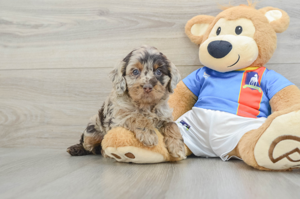 chocolate merle cockapoo puppy with tan and black markings sitting next to a big teddy bear