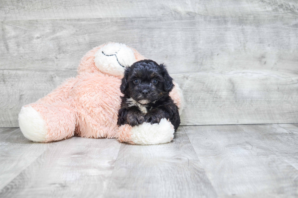 6 week yorkie poo puppies yorkie poo puppies for sale designer breed for sale in ohio 6 week yorkie poo puppies yorkie poo puppies for sale designer breed for sale in ohio