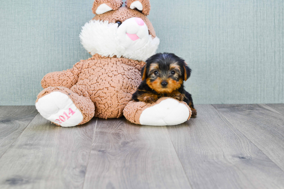 Meet Donny - our Yorkshire Terrier Puppy Photo 