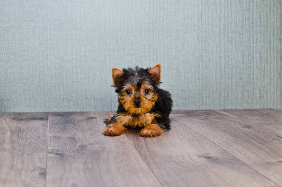 9 week yorkie puppy weight small breed puppies for sale teacup pups for sale in ohio premier pups 9 week yorkie puppy weight small breed puppies for sale teacup pups for sale in ohio premier pups