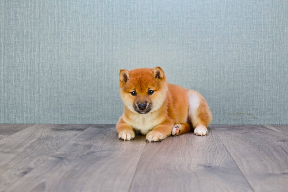 Shiba Inu Puppy for Adoption