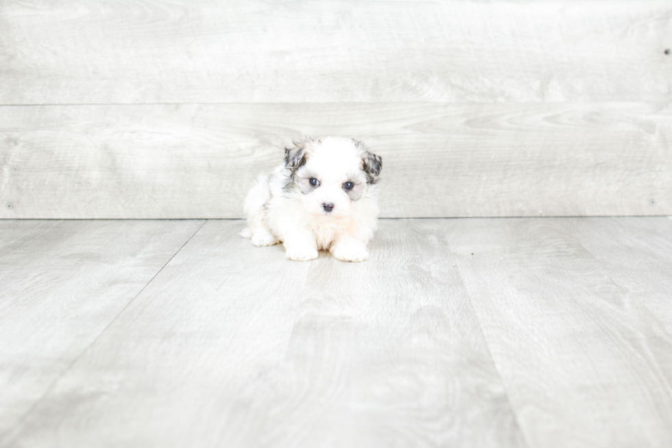 Meet Colt - our Maltipoo Puppy Photo 3/4 - Premier Pups