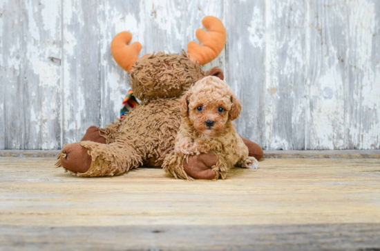 Poodle Puppy for Adoption
