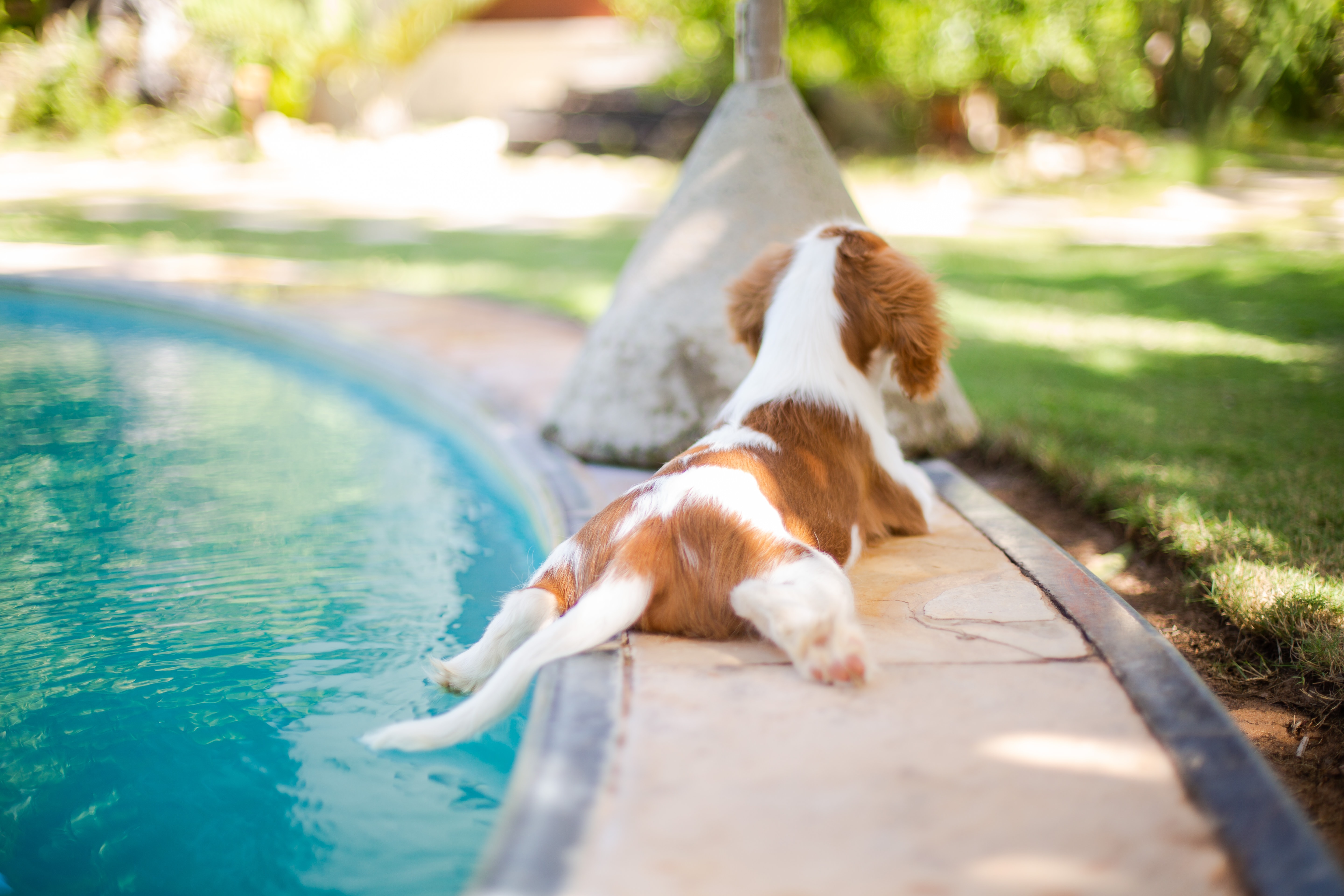 cute cavalier King Charles spaniel hanging by the pool