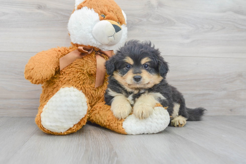 Fluffy Pomapoo puppy blend of Pomeranian and Mini or Toy Poodle