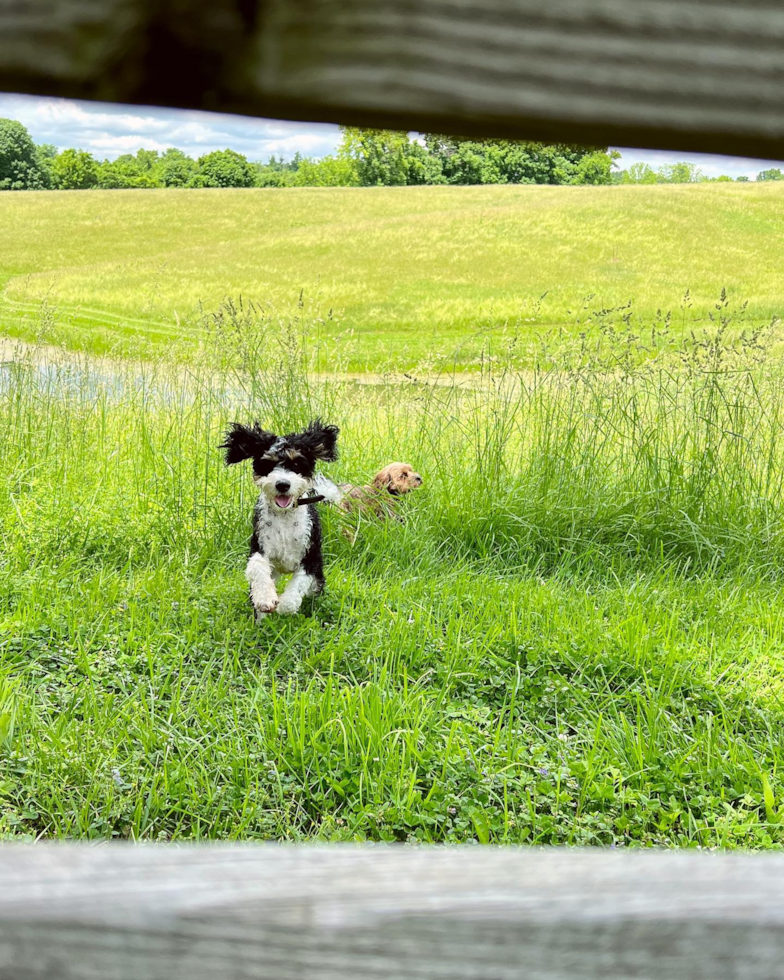 a black and white mini bernedoodle running on a field of grass - how much exercise do mini bernedoodles need