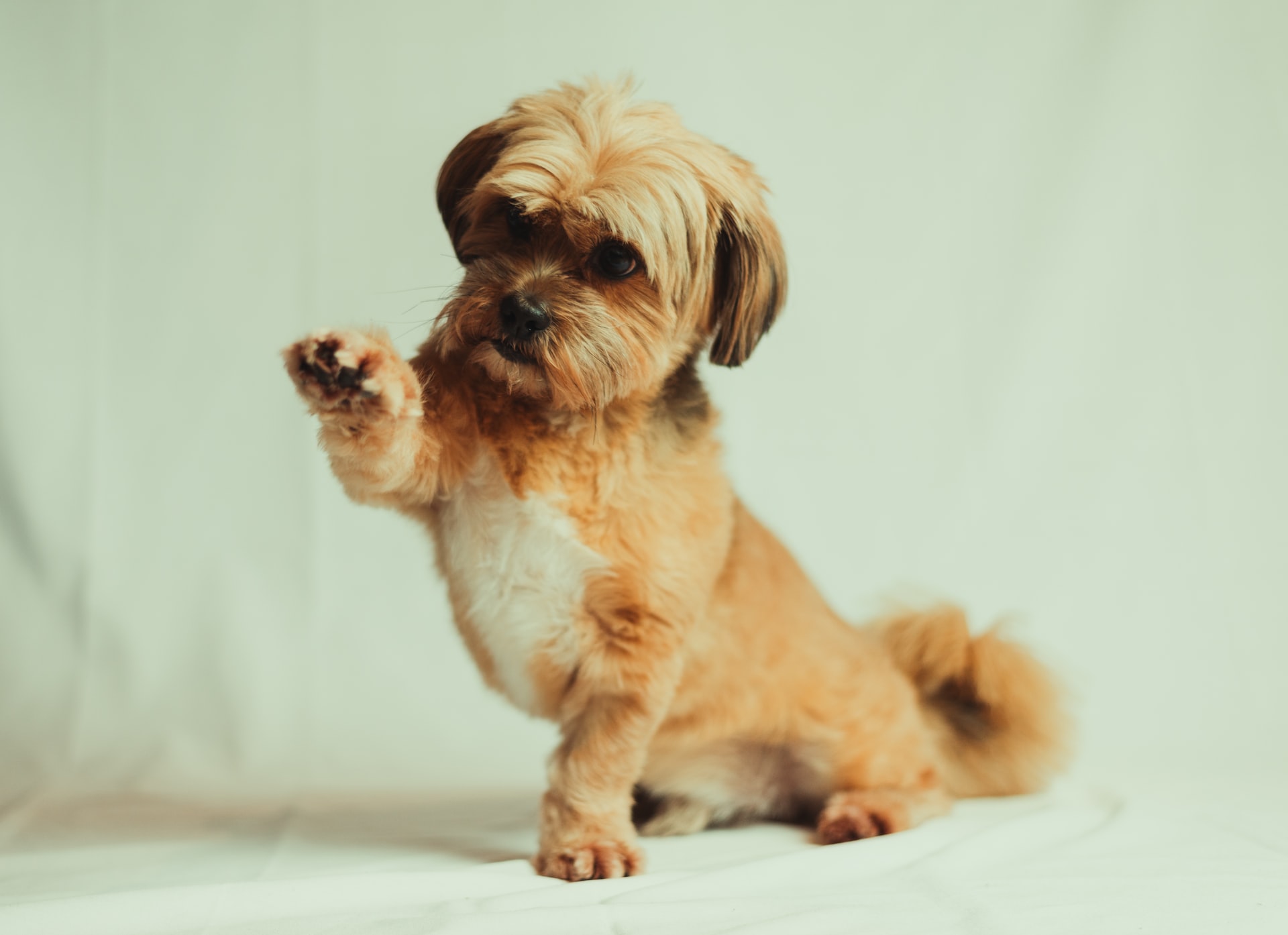adorable shih tzu puppy giving paw