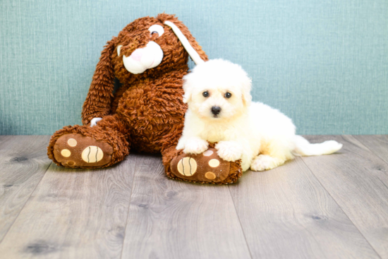 Bichon Frise Puppy for Adoption