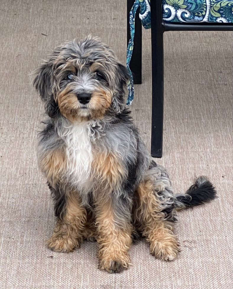 merle mini bernedoodle on a leash sitting next to a chair - are mini bernedoodles easy to train