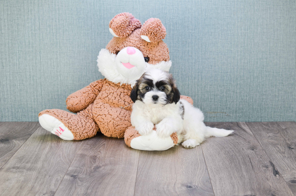 teddy bear puppy dogs for sale