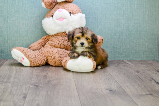 Morkie Pup Being Cute