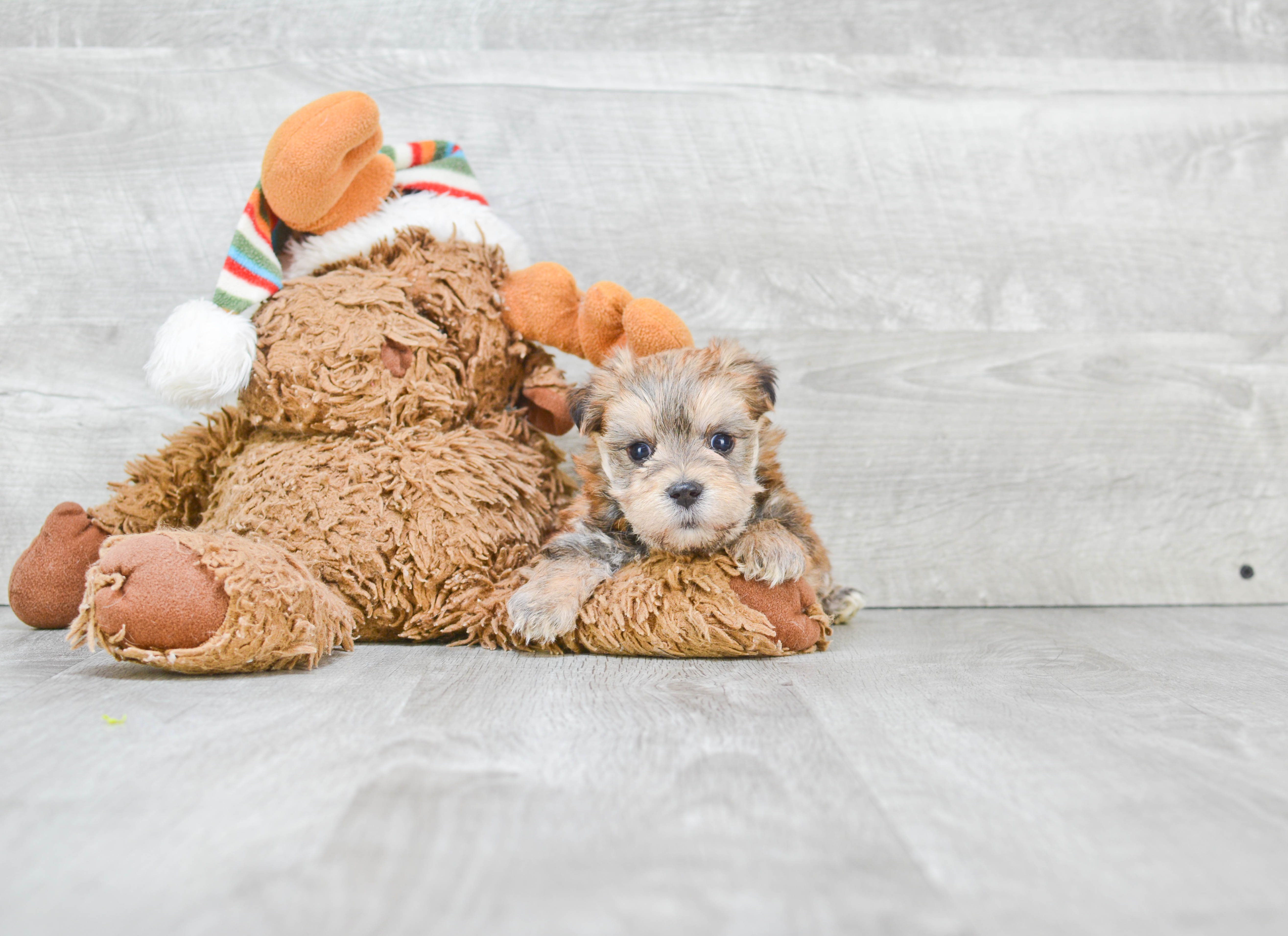 Morkie Puppies For Sale On The Spot Adoption In Ohio US Shipping   699e29f0 86a8 4a84 B683 72f8f0e30692 