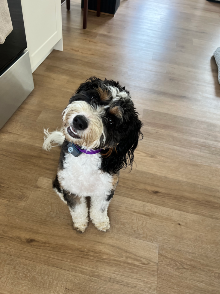 tricolor mini bernedoodle dog looking at the camera with its head tilted to the side - how smart are mini bernedoodles