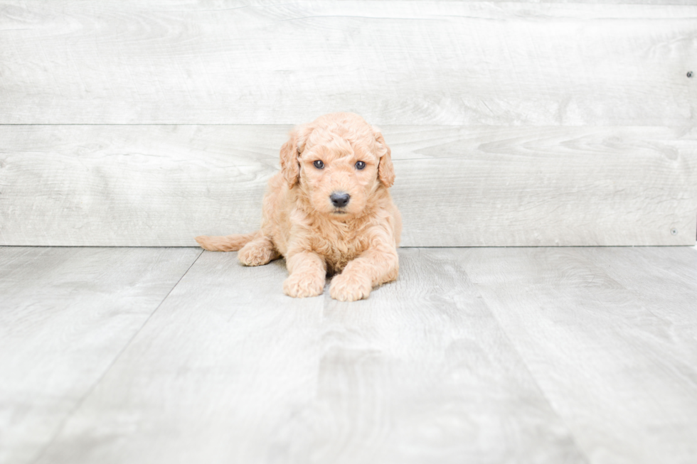 Meet Solomon - our Mini Goldendoodle Puppy Photo 2/3 - Premier Pups
