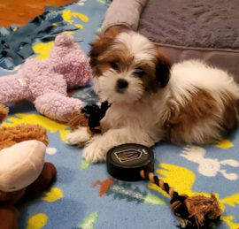 Malshi Puppies For Sale - Premier Pups