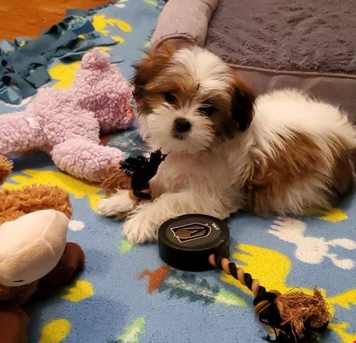 Exclusive Teddy Bear Puppies for Sale | Premier Pups