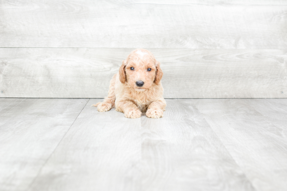 Meet Baxter - our Mini Goldendoodle Puppy Photo 2/3 - Premier Pups