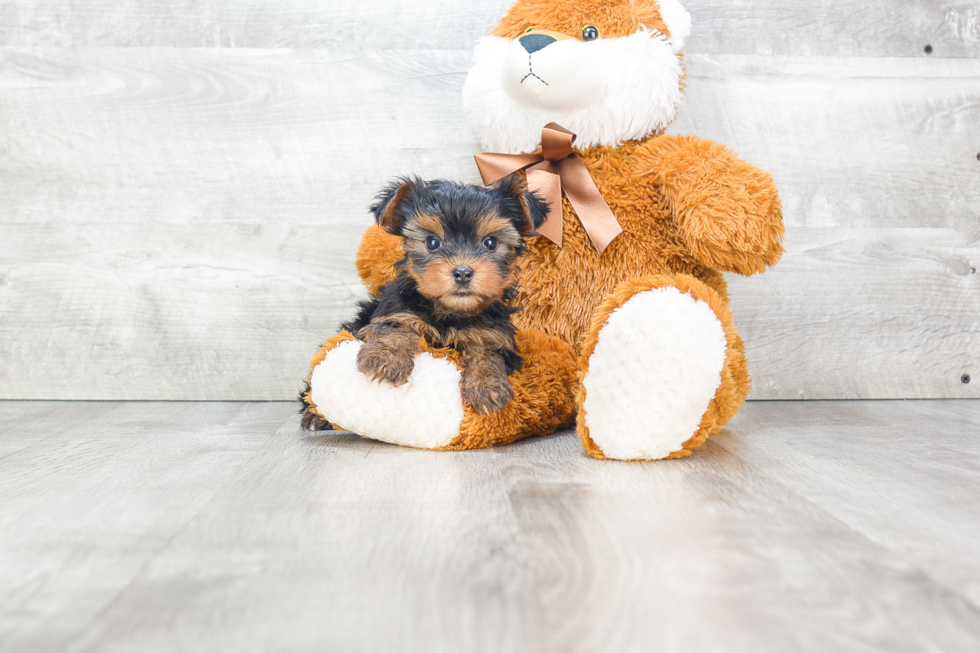 Meet Rudy - our Yorkshire Terrier Puppy Photo 