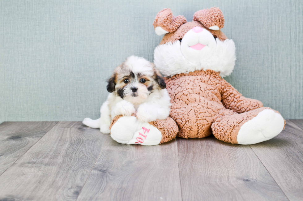 teddy bear puppy price