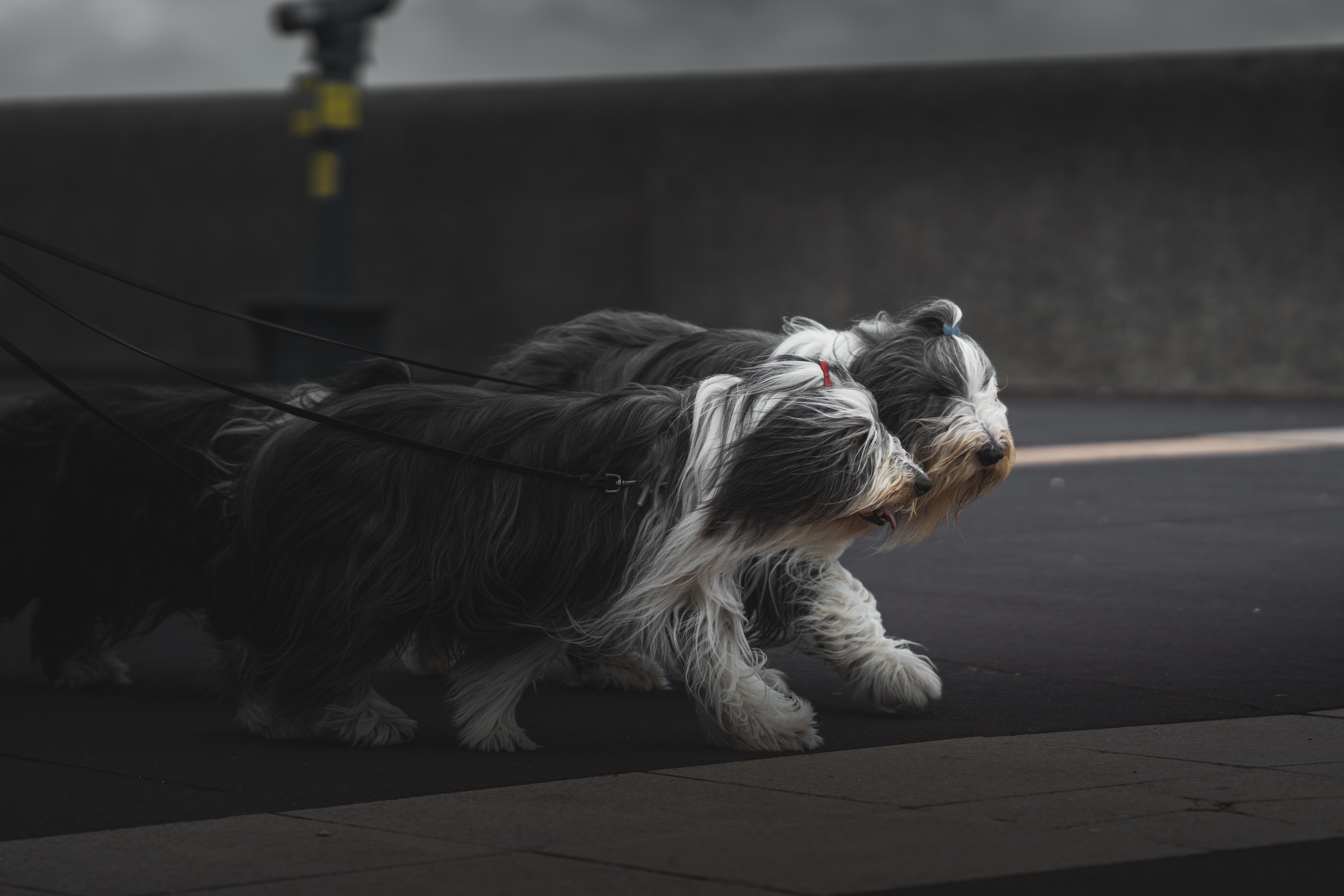 two black and white dogs with long hair