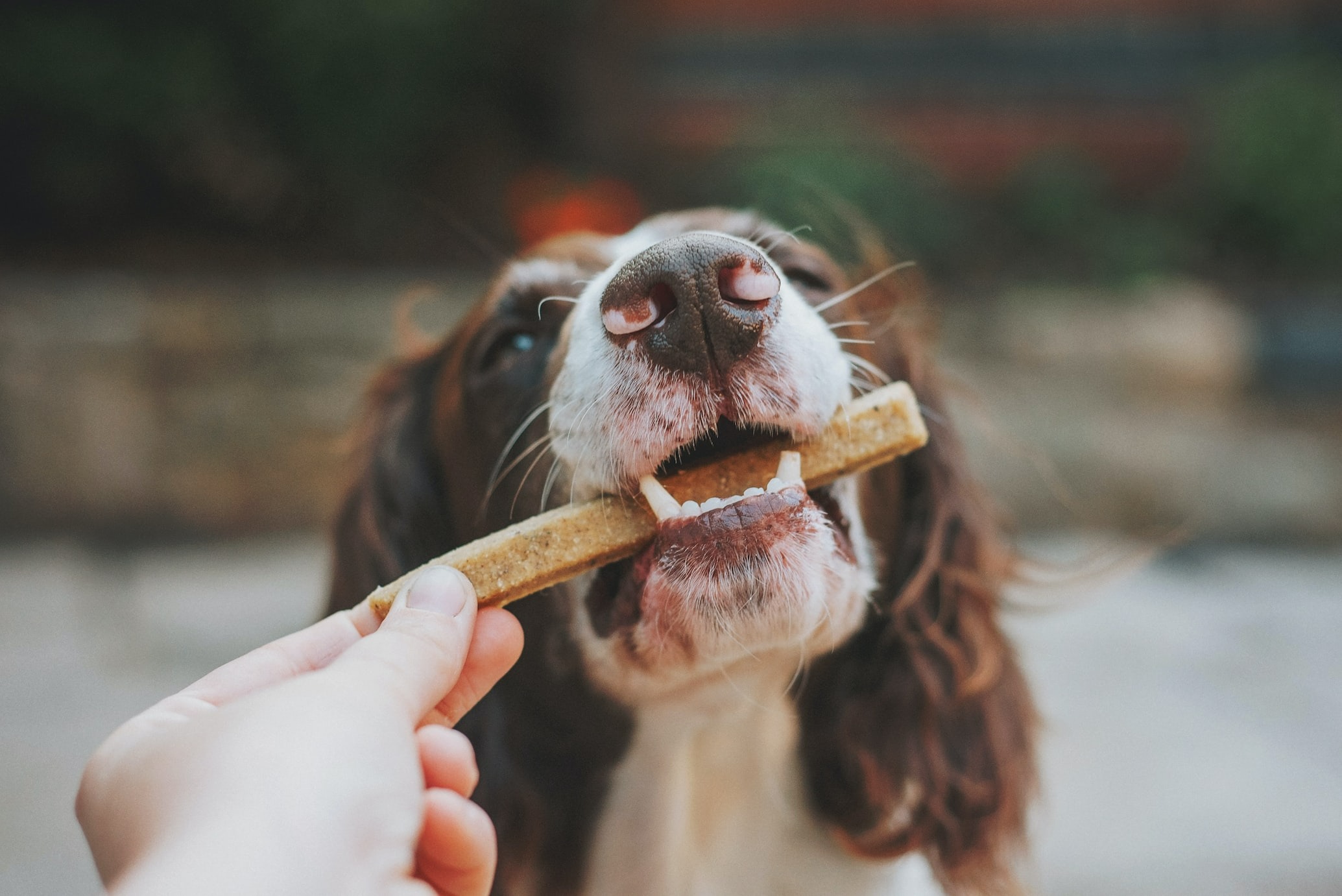 delighted dog receiving a savory treat from a caring owner
