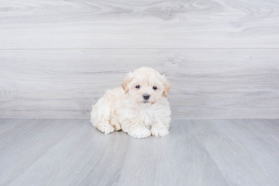 Meet Buzz - our Maltipoo Puppy Photo 3/3 - Premier Pups