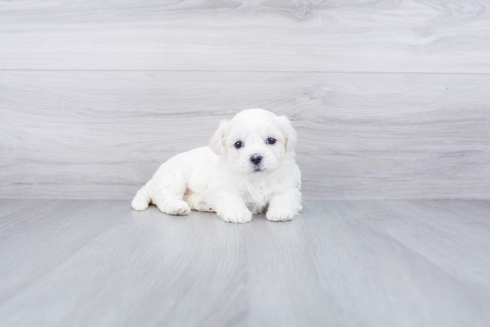 Meet Kelly - our Teddy Bear Puppy Photo 3/4 - Premier Pups