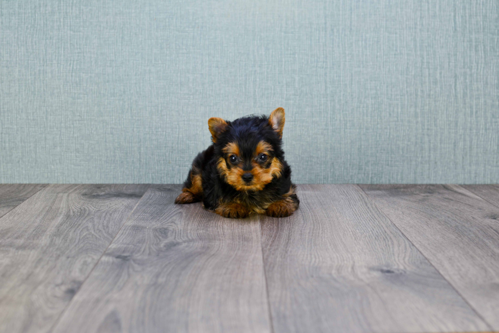 Meet Steph - our Yorkshire Terrier Puppy Photo 