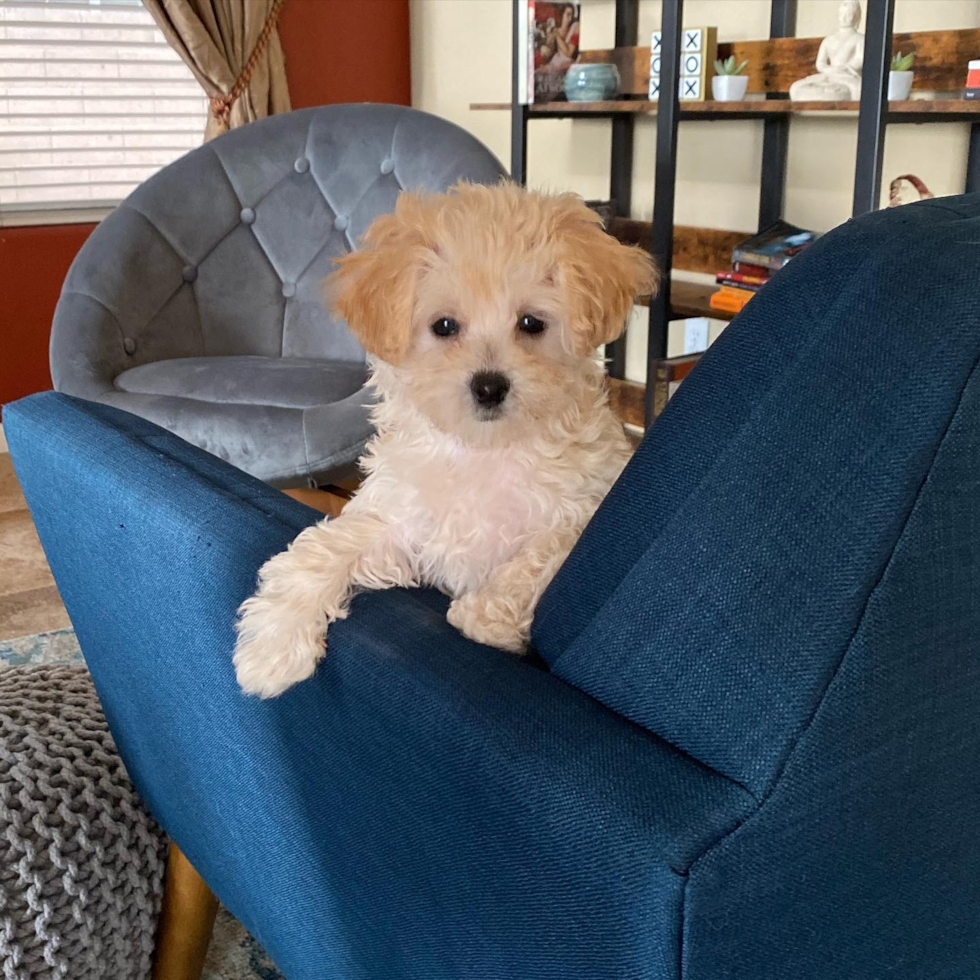 Friendly Havapoo puppy a mix of Havanese and Mini Poodle great for young children