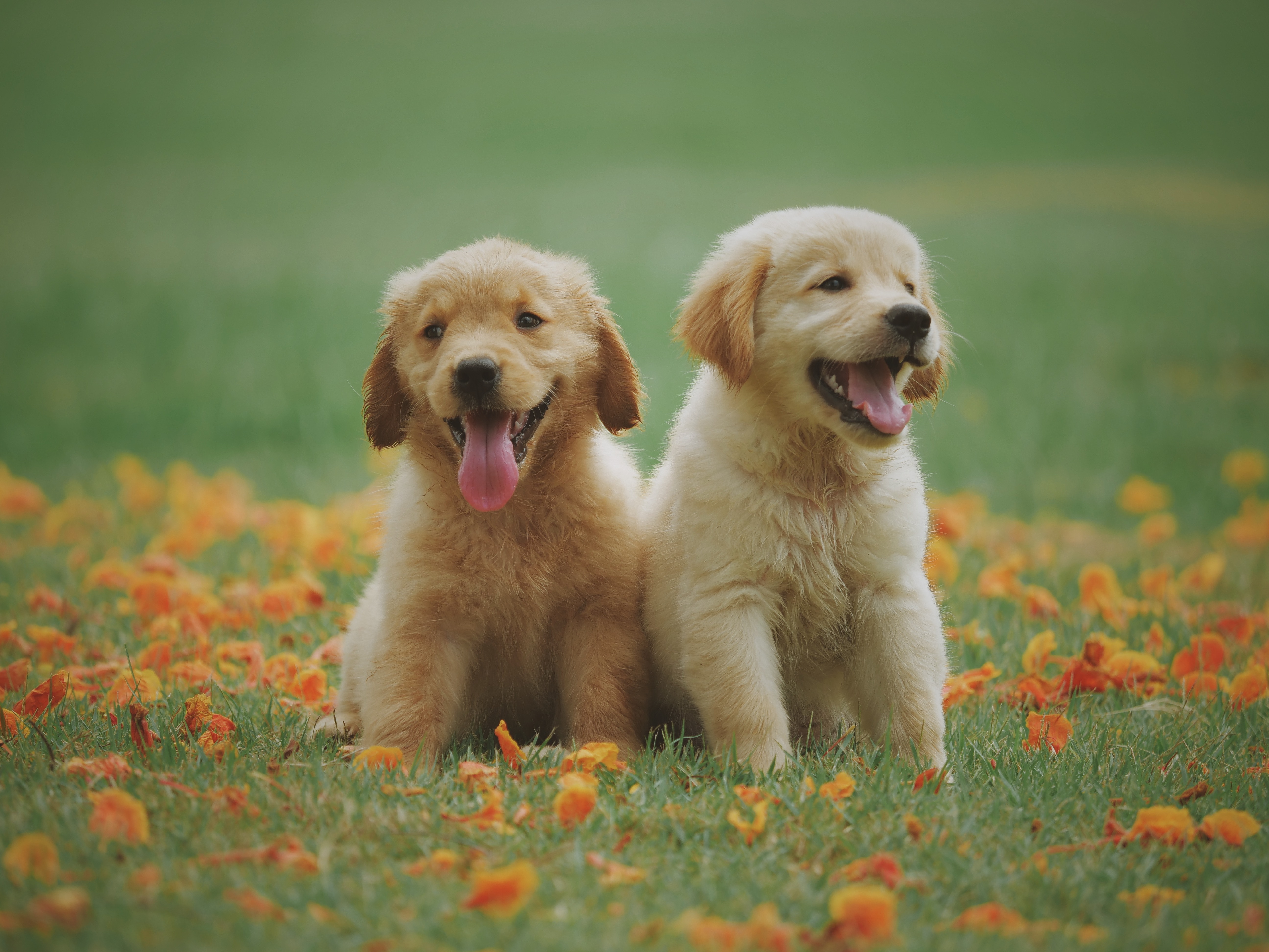two golden puppies sitting on a field