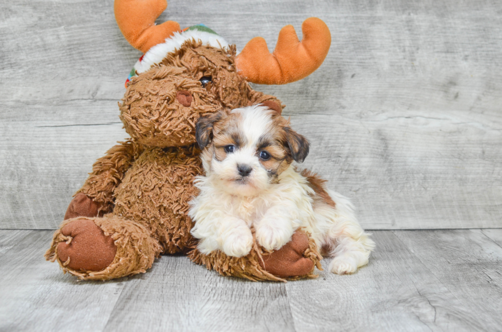 brown teddy bear dog for sale