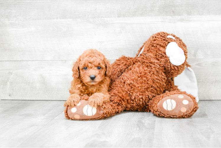 Meet Luke - our Mini Goldendoodle Puppy Photo 1/3 - Premier Pups