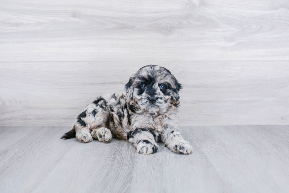 Meet Riley - our Mini Goldendoodle Puppy Photo 1/4 - Premier Pups
