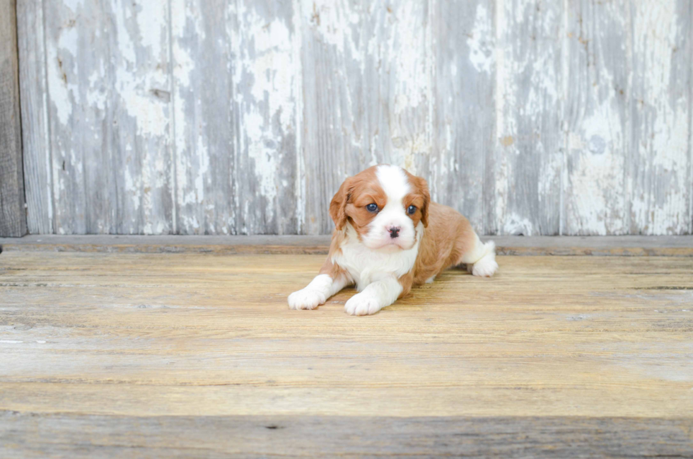 Popular Cavalier King Charles Spaniel Purebred Pup
