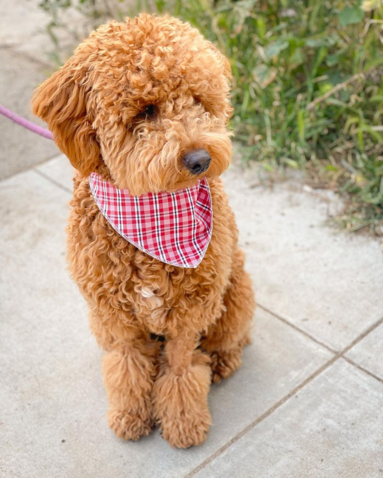 cream mini goldendoodle with curly hair sitting on pavement