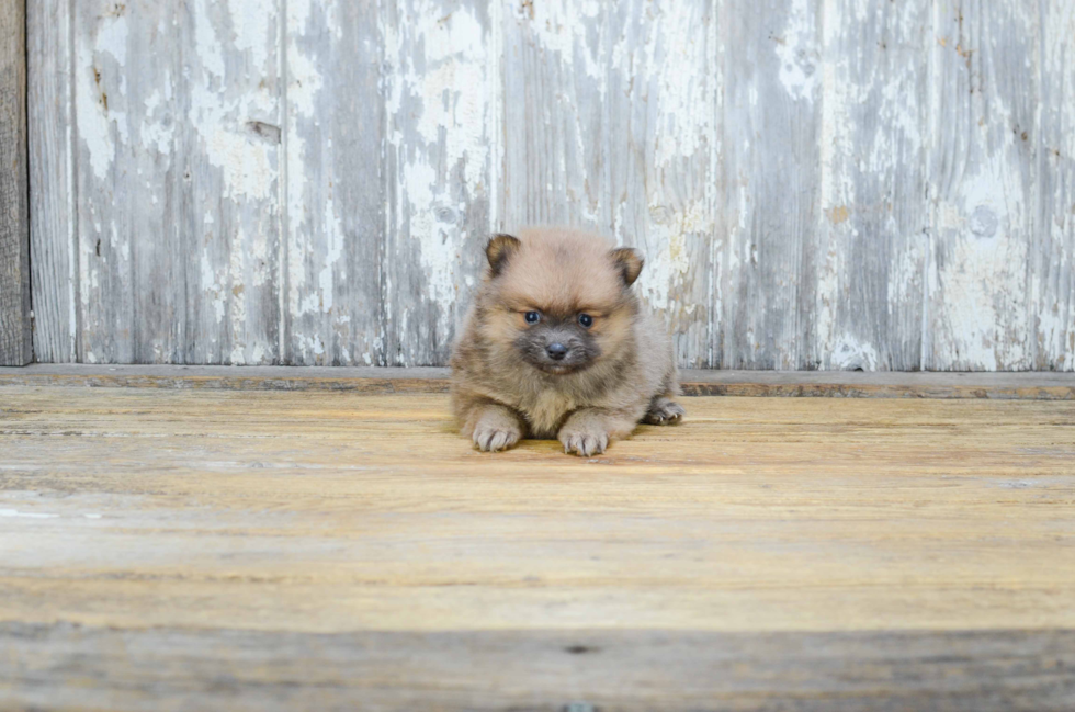 Small Pomeranian Purebred Pup