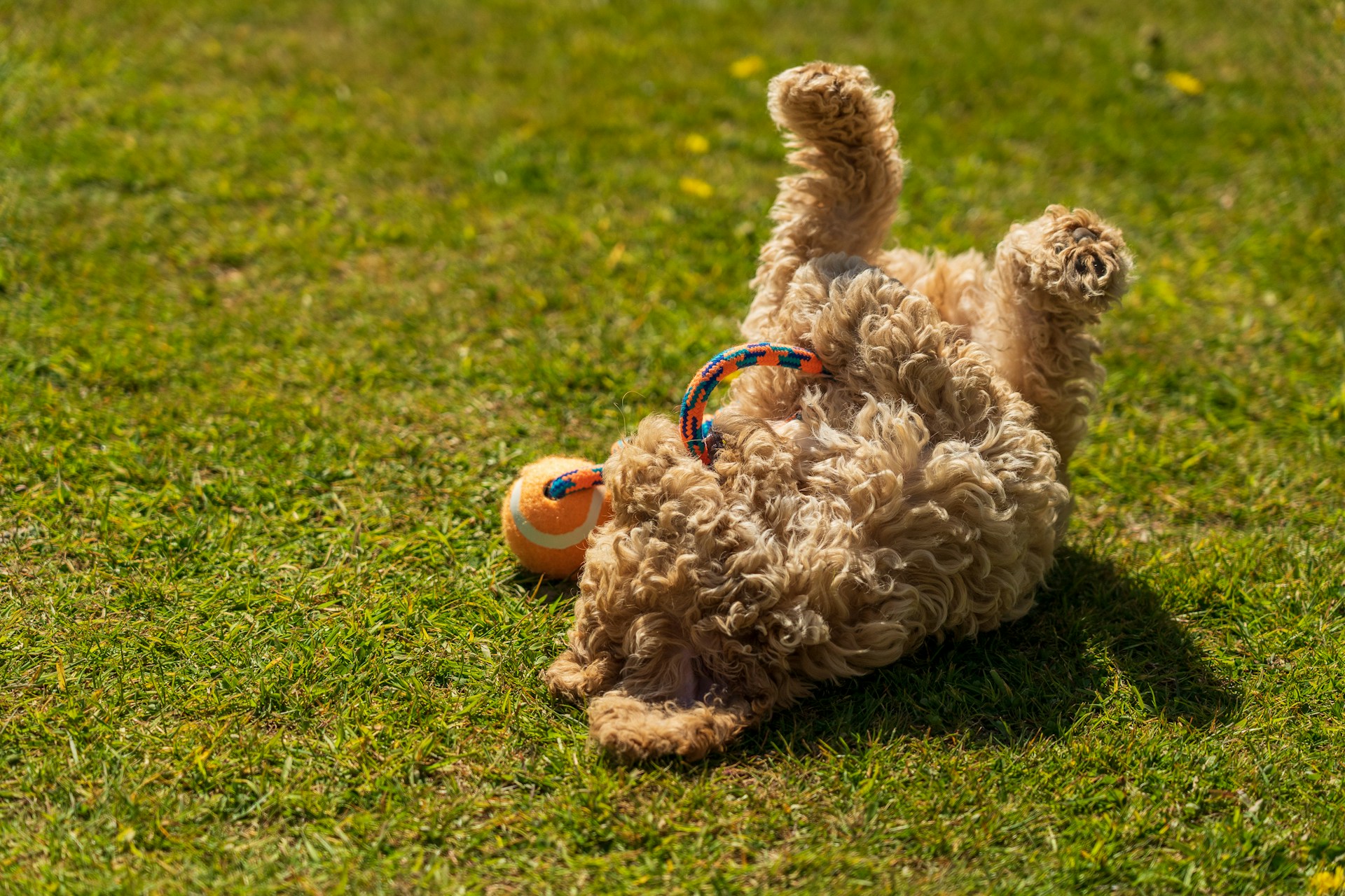mini cockapoo dog rolling on its back on a lawn