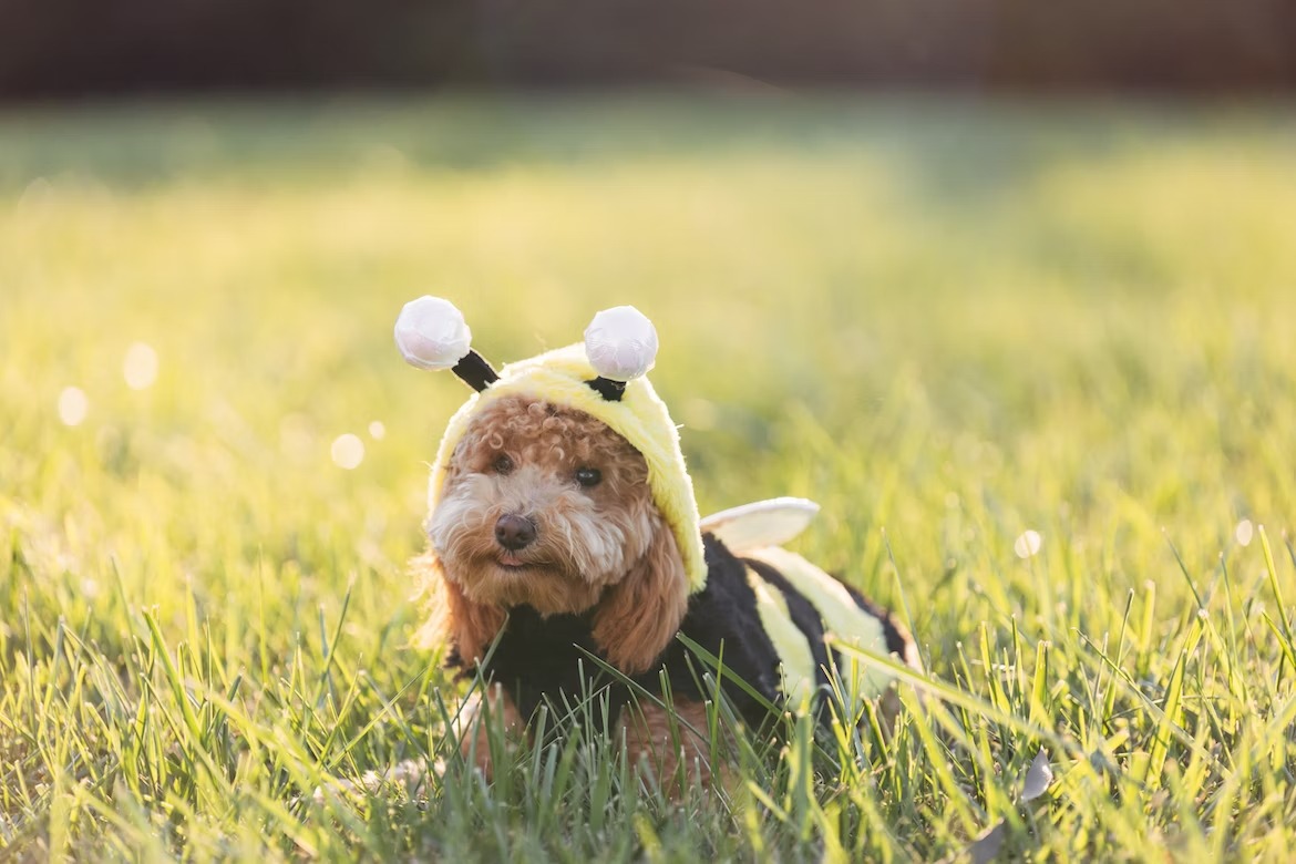 curly Cockapoo dog dressed in a funny costume
