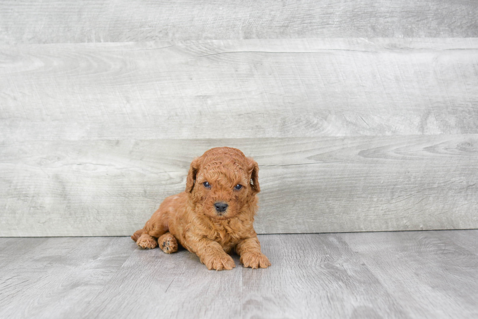 Meet Kent - our Cavapoo Puppy Photo 2/2 - Premier Pups