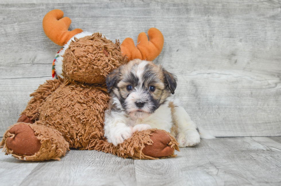 Small breed puppies for sale Teacup Pups for sale in Ohio Premier Pups