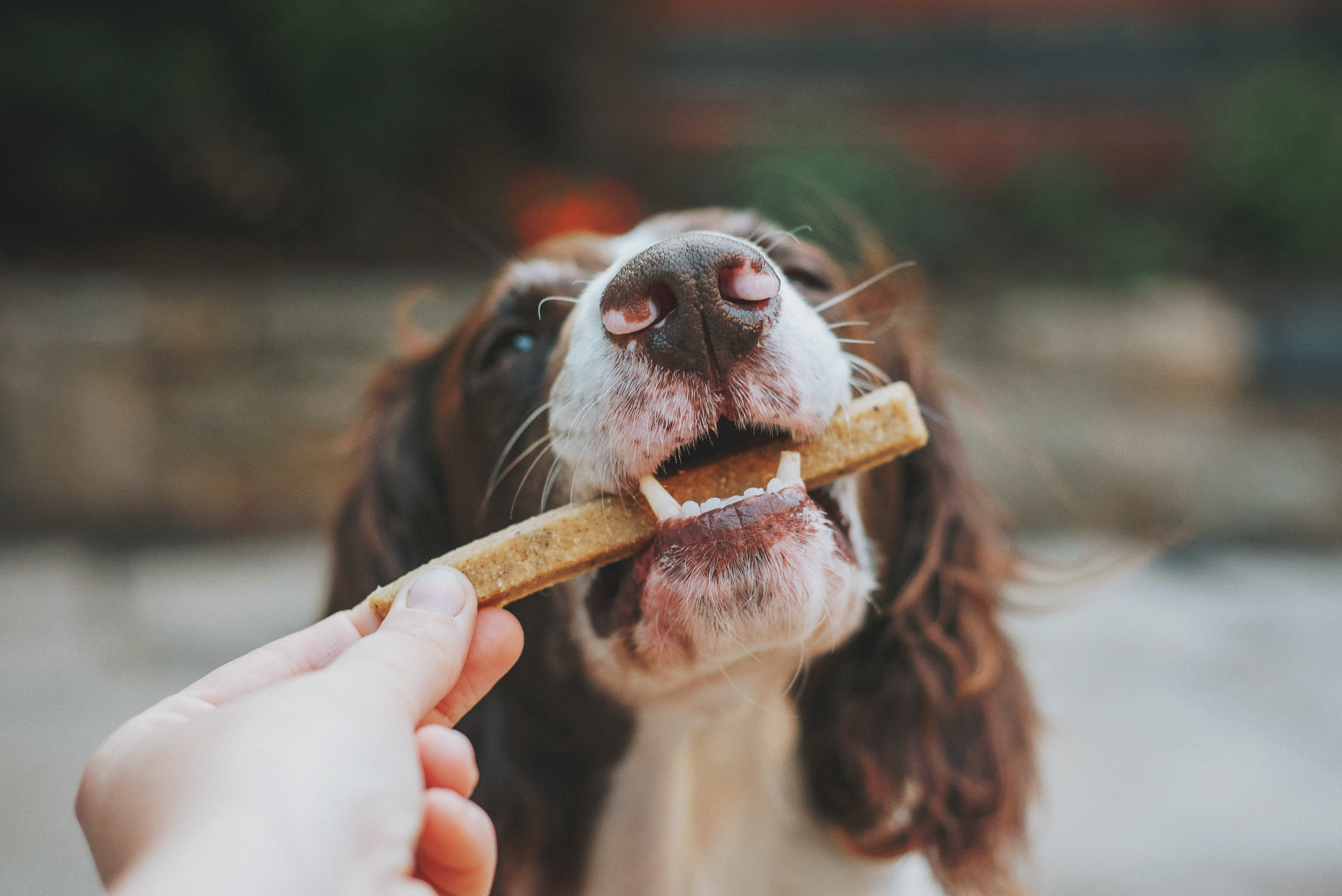 white and brown dog receiving a dental chew stick from a human